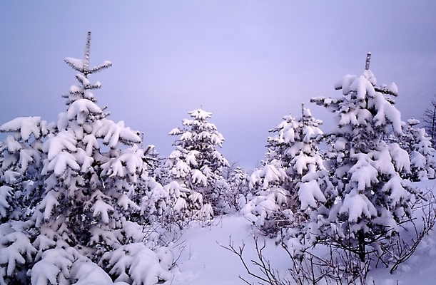 포토 JPG 주간 나무 식물 사계절 계절 설경 겨울 자연 산 눈꽃 여러그루 풍경 사람없음 야외 눈 숲 국내포토 자연요소 다수 날씨 눈_날씨 생태계 파일형식