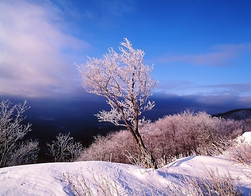 포토 JPG 주간 나무 식물 구름 사계절 계절 설경 겨울 자연 하늘 산 눈꽃 한그루 여러그루 풍경 사람없음 야외 눈 숲 국내포토 자연요소 1 다수 날씨 눈_날씨 생태계 파일형식
