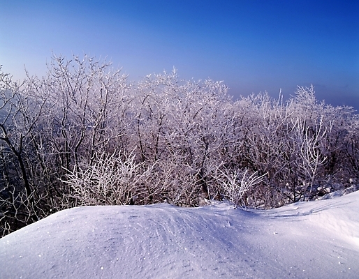 포토 JPG 주간 나무 식물 사계절 계절 설경 겨울 자연 하늘 산 눈꽃 여러그루 풍경 사람없음 야외 눈 숲 언덕 국내포토 자연요소 다수 날씨 눈_날씨 생태계 파일형식