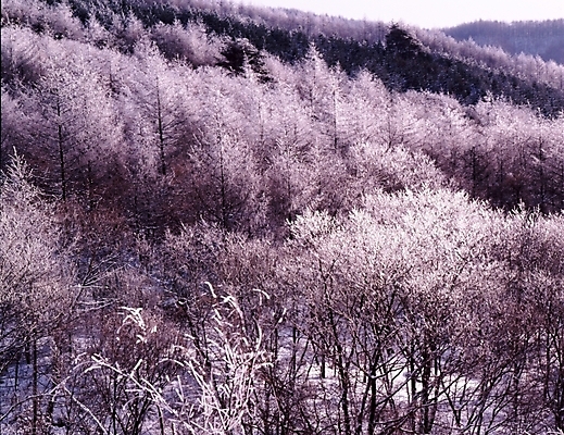 포토 JPG 주간 나무 식물 사계절 계절 설경 겨울 자연 산 눈꽃 여러그루 풍경 사람없음 야외 눈 숲 국내포토 자연요소 다수 날씨 눈_날씨 생태계 파일형식