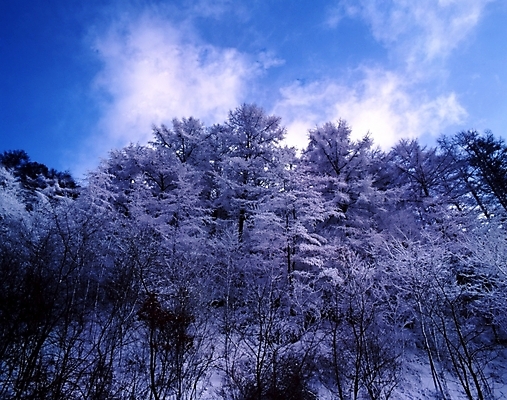 포토 JPG 주간 나무 식물 구름 사계절 계절 설경 겨울 자연 하늘 산 눈꽃 여러그루 풍경 사람없음 야외 눈 숲 국내포토 자연요소 다수 날씨 눈_날씨 생태계 파일형식