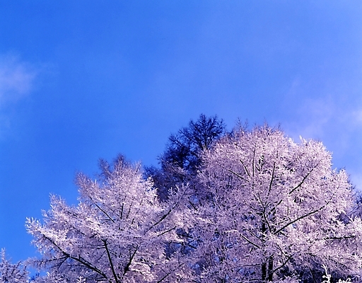 포토 JPG 주간 나무 식물 사계절 계절 설경 겨울 자연 하늘 산 눈꽃 여러그루 풍경 사람없음 야외 눈 숲 국내포토 자연요소 다수 날씨 눈_날씨 생태계 파일형식