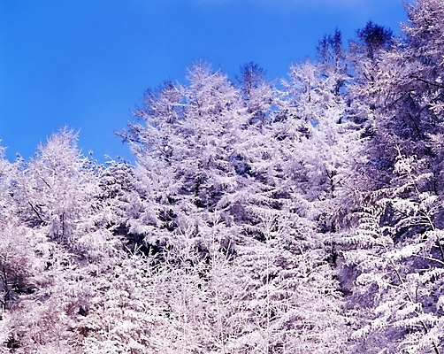 포토 JPG 주간 나무 식물 사계절 계절 설경 겨울 자연 하늘 산 눈꽃 여러그루 풍경 사람없음 야외 눈 숲 국내포토 자연요소 다수 날씨 눈_날씨 생태계 파일형식