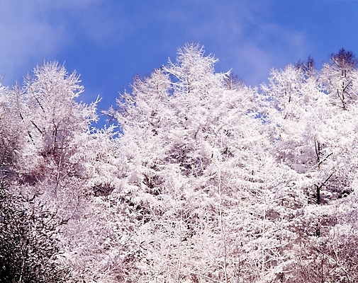 포토 JPG 주간 나무 식물 구름 사계절 계절 설경 겨울 자연 하늘 산 눈꽃 여러그루 풍경 사람없음 야외 눈 숲 국내포토 자연요소 다수 날씨 눈_날씨 생태계 파일형식