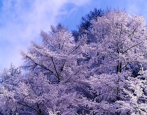 포토 JPG 주간 나무 식물 구름 사계절 계절 설경 겨울 자연 하늘 산 눈꽃 여러그루 풍경 사람없음 야외 눈 숲 국내포토 자연요소 다수 날씨 눈_날씨 생태계 파일형식