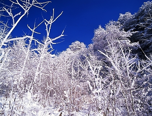 포토 JPG 주간 나무 식물 사계절 계절 설경 겨울 자연 하늘 산 눈꽃 여러그루 풍경 사람없음 야외 눈 숲 국내포토 자연요소 다수 날씨 눈_날씨 생태계 파일형식