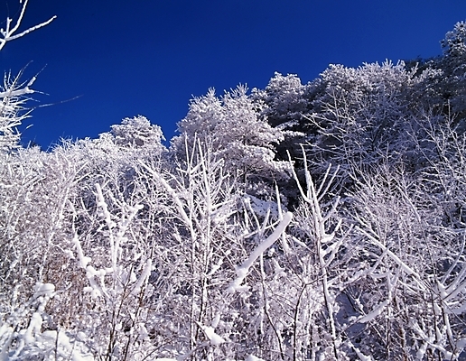 포토 JPG 주간 나무 식물 구름 사계절 계절 설경 겨울 자연 하늘 산 눈꽃 여러그루 풍경 사람없음 야외 눈 숲 국내포토 자연요소 다수 날씨 눈_날씨 생태계 파일형식