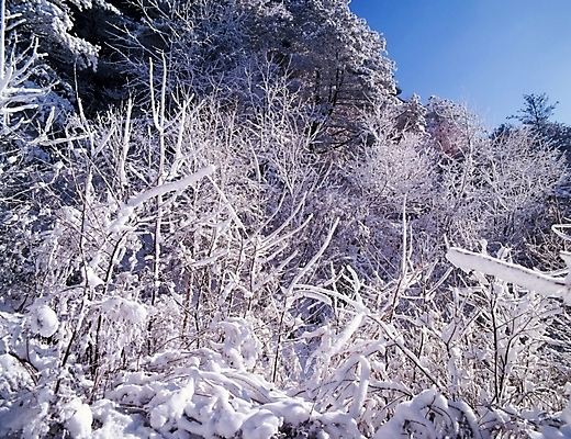 포토 JPG 주간 나무 식물 사계절 계절 설경 겨울 자연 산 눈꽃 여러그루 풍경 사람없음 야외 눈 숲 국내포토 자연요소 다수 날씨 눈_날씨 생태계 파일형식