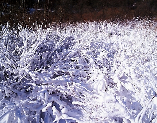 포토 JPG 주간 나무 식물 사계절 계절 설경 겨울 자연 눈꽃 여러그루 풍경 사람없음 야외 눈 숲 국내포토 자연요소 다수 날씨 눈_날씨 생태계 파일형식