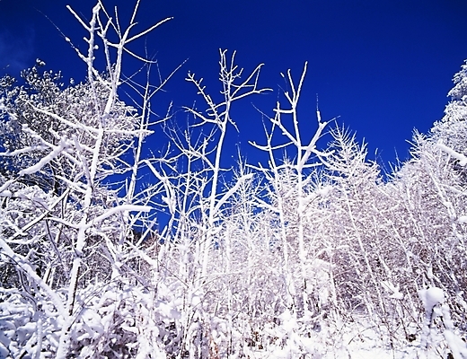 포토 JPG 주간 나무 식물 사계절 계절 설경 겨울 자연 하늘 산 눈꽃 여러그루 풍경 사람없음 야외 눈 숲 국내포토 자연요소 다수 날씨 눈_날씨 생태계 파일형식