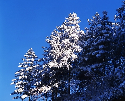 포토 JPG 주간 나무 식물 사계절 계절 설경 겨울 자연 하늘 산 여러그루 풍경 사람없음 야외 눈 숲 국내포토 자연요소 다수 날씨 생태계 파일형식