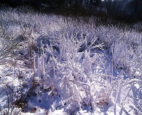 포토 JPG 주간 나무 식물 사계절 계절 설경 겨울 자연 산 눈꽃 여러그루 풍경 사람없음 야외 눈 숲 국내포토 자연요소 다수 날씨 눈_날씨 생태계 파일형식