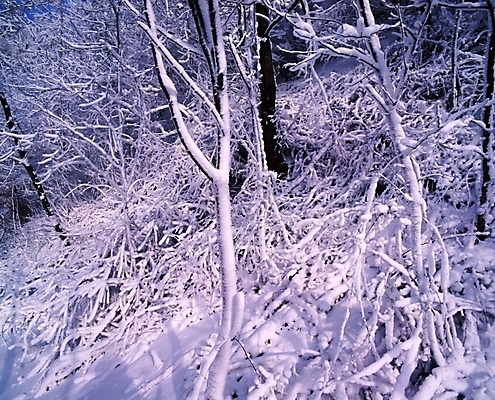 포토 JPG 주간 나무 식물 사계절 계절 설경 겨울 자연 산 눈꽃 여러그루 풍경 사람없음 야외 눈 숲 국내포토 자연요소 다수 날씨 눈_날씨 생태계 파일형식