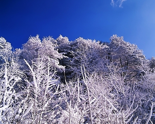 포토 JPG 주간 나무 식물 사계절 계절 설경 겨울 자연 하늘 산 여러그루 풍경 사람없음 야외 눈 숲 국내포토 자연요소 다수 날씨 생태계 파일형식
