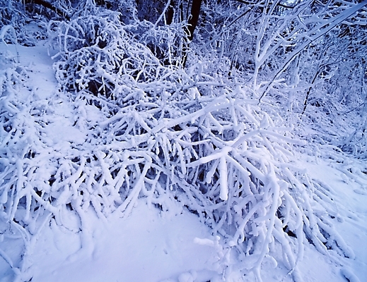 포토 JPG 주간 나무 식물 사계절 계절 설경 겨울 자연 산 눈꽃 여러그루 풍경 사람없음 야외 눈 숲 국내포토 자연요소 다수 날씨 눈_날씨 생태계 파일형식