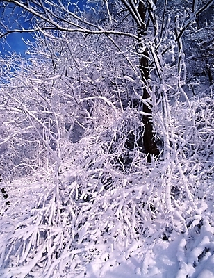 포토 JPG 주간 나무 식물 사계절 계절 설경 겨울 자연 산 눈꽃 여러그루 풍경 사람없음 야외 눈 숲 국내포토 자연요소 다수 날씨 눈_날씨 생태계 파일형식