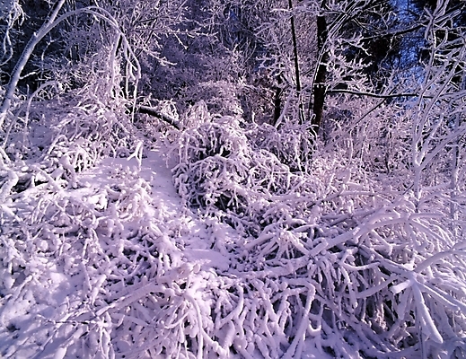 포토 JPG 주간 나무 식물 사계절 계절 설경 겨울 자연 눈꽃 여러그루 풍경 사람없음 야외 눈 숲 국내포토 자연요소 다수 날씨 눈_날씨 생태계 파일형식