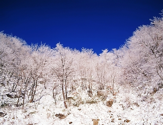 포토 JPG 주간 나무 식물 사계절 계절 설경 겨울 자연 하늘 산 여러그루 풍경 사람없음 야외 눈 숲 국내포토 자연요소 다수 날씨 생태계 파일형식