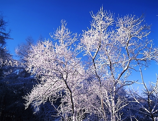 포토 JPG 주간 나무 식물 사계절 계절 설경 겨울 자연 하늘 산 눈꽃 여러그루 풍경 사람없음 야외 눈 숲 국내포토 자연요소 다수 날씨 눈_날씨 생태계 파일형식