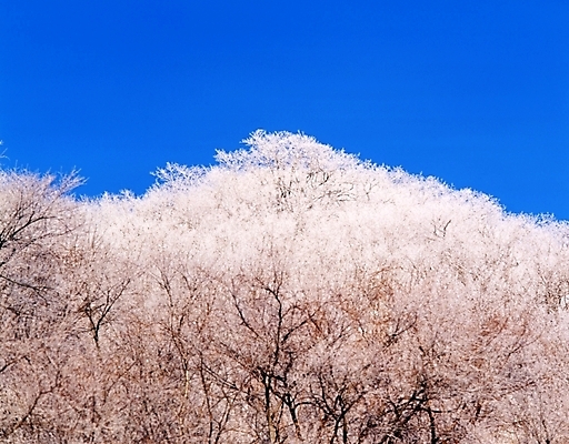 포토 JPG 주간 나무 식물 사계절 계절 설경 겨울 자연 하늘 산 여러그루 풍경 사람없음 야외 눈 숲 국내포토 자연요소 다수 날씨 생태계 파일형식