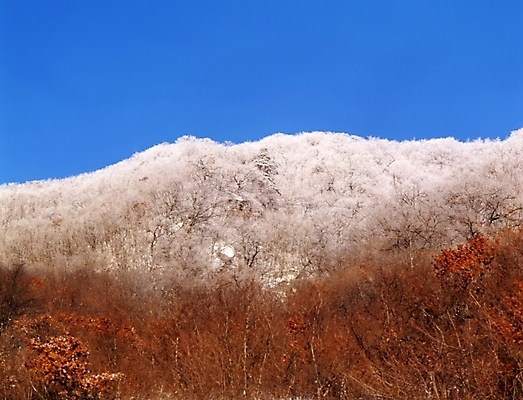 포토 JPG 주간 나무 식물 사계절 계절 설경 겨울 자연 하늘 산 여러그루 풍경 사람없음 야외 눈 숲 국내포토 자연요소 다수 날씨 생태계 파일형식