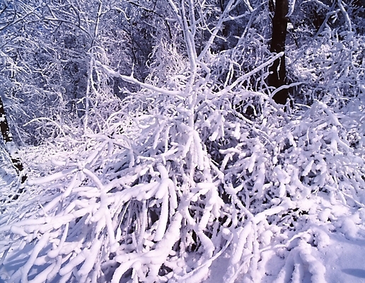 포토 JPG 주간 나무 식물 사계절 계절 설경 겨울 자연 산 눈꽃 여러그루 풍경 사람없음 야외 눈 숲 국내포토 자연요소 다수 날씨 눈_날씨 생태계 파일형식
