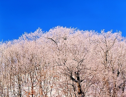 포토 JPG 주간 나무 식물 사계절 계절 설경 겨울 자연 하늘 산 여러그루 풍경 사람없음 야외 눈 숲 국내포토 자연요소 다수 날씨 생태계 파일형식