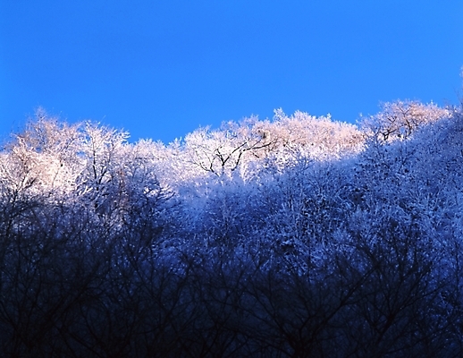 포토 JPG 주간 나무 식물 사계절 계절 설경 겨울 자연 하늘 산 여러그루 풍경 사람없음 야외 눈 숲 국내포토 자연요소 다수 날씨 생태계 파일형식