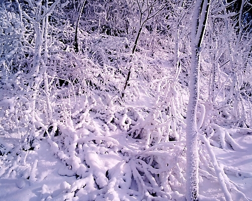 포토 JPG 주간 나무 식물 사계절 계절 설경 겨울 자연 산 눈꽃 여러그루 풍경 사람없음 야외 눈 숲 국내포토 자연요소 다수 날씨 눈_날씨 생태계 파일형식
