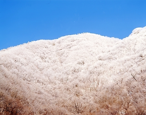 포토 JPG 주간 나무 식물 사계절 계절 설경 겨울 자연 하늘 산 여러그루 풍경 사람없음 야외 눈 숲 국내포토 자연요소 다수 날씨 생태계 파일형식