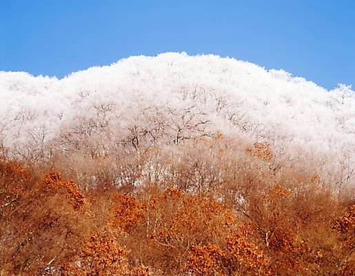 포토 JPG 주간 나무 식물 사계절 계절 설경 겨울 자연 하늘 산 여러그루 풍경 사람없음 야외 눈 숲 국내포토 자연요소 다수 날씨 생태계 파일형식