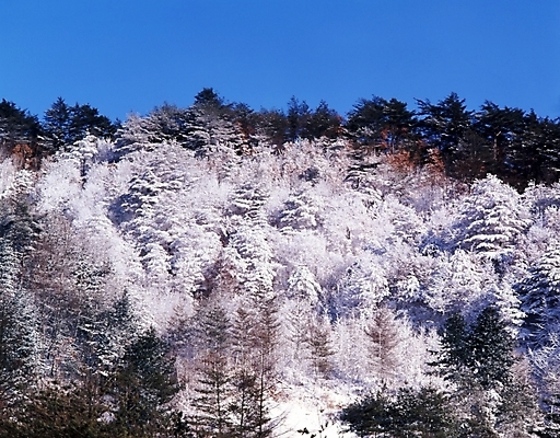 포토 JPG 주간 나무 식물 사계절 계절 설경 겨울 자연 하늘 산 여러그루 풍경 사람없음 야외 눈 숲 국내포토 자연요소 다수 날씨 생태계 파일형식