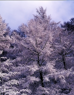 포토 JPG 주간 나무 식물 구름 사계절 계절 설경 겨울 자연 하늘 산 눈꽃 여러그루 풍경 사람없음 야외 눈 숲 국내포토 자연요소 다수 날씨 눈_날씨 생태계 파일형식