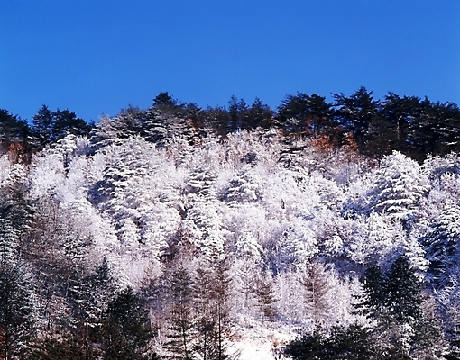 포토 JPG 주간 나무 식물 사계절 계절 설경 겨울 자연 하늘 산 여러그루 풍경 사람없음 야외 눈 숲 국내포토 자연요소 다수 날씨 생태계 파일형식