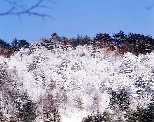 포토 JPG 주간 나무 식물 사계절 계절 설경 겨울 자연 하늘 산 여러그루 풍경 사람없음 야외 나뭇가지 눈 숲 국내포토 자연요소 다수 날씨 생태계 파일형식