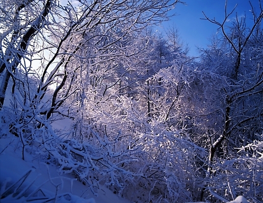 포토 JPG 주간 나무 식물 사계절 계절 설경 겨울 자연 하늘 산 눈꽃 여러그루 풍경 사람없음 야외 눈 숲 국내포토 자연요소 다수 날씨 눈_날씨 생태계 파일형식