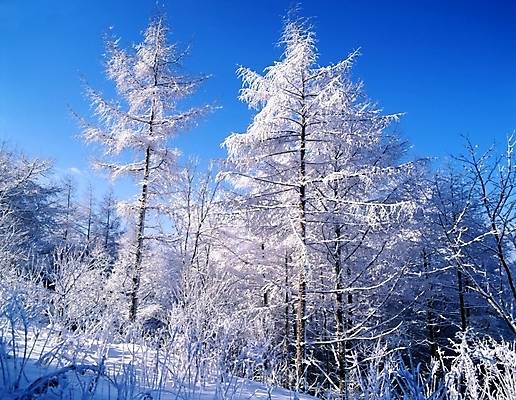 포토 JPG 주간 나무 식물 사계절 계절 설경 겨울 자연 하늘 산 눈꽃 여러그루 풍경 사람없음 야외 눈 숲 국내포토 자연요소 다수 날씨 눈_날씨 생태계 파일형식