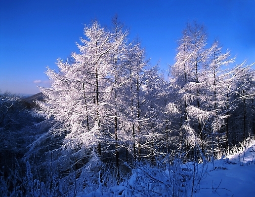 포토 JPG 주간 나무 식물 사계절 계절 설경 겨울 자연 하늘 산 눈꽃 여러그루 풍경 사람없음 야외 눈 숲 국내포토 자연요소 다수 날씨 눈_날씨 생태계 파일형식