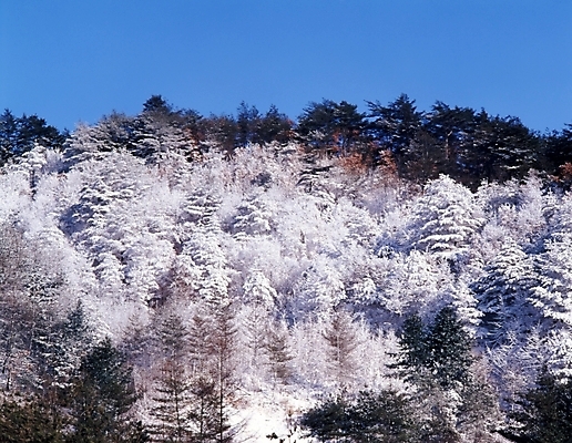 포토 JPG 주간 나무 식물 사계절 계절 설경 겨울 자연 하늘 산 여러그루 풍경 사람없음 야외 눈 숲 국내포토 자연요소 다수 날씨 생태계 파일형식