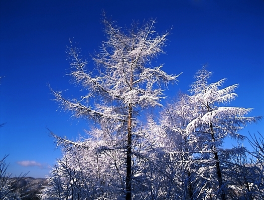 포토 JPG 주간 나무 식물 사계절 계절 설경 겨울 자연 하늘 산 눈꽃 여러그루 풍경 사람없음 야외 눈 숲 국내포토 자연요소 다수 날씨 눈_날씨 생태계 파일형식