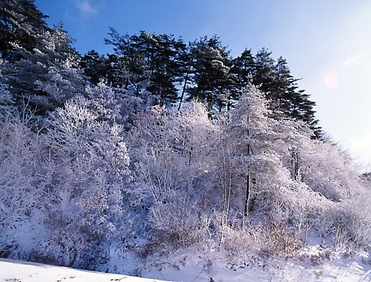 포토 JPG 주간 나무 식물 사계절 계절 설경 겨울 자연 하늘 산 눈꽃 여러그루 풍경 사람없음 야외 눈 숲 국내포토 자연요소 다수 날씨 눈_날씨 생태계 파일형식