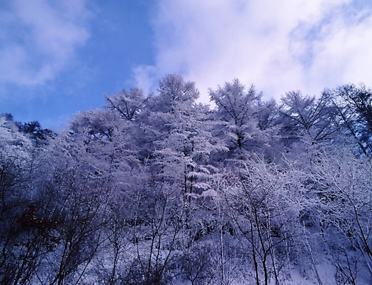 포토 JPG 주간 나무 식물 구름 사계절 계절 설경 겨울 자연 하늘 산 눈꽃 여러그루 풍경 사람없음 야외 눈 숲 국내포토 자연요소 다수 날씨 눈_날씨 생태계 파일형식