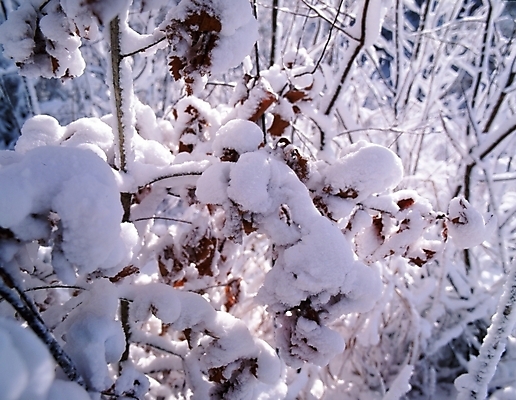포토 JPG 주간 나무 식물 사계절 계절 설경 겨울 자연 산 눈꽃 여러그루 풍경 사람없음 야외 눈 숲 국내포토 자연요소 다수 날씨 눈_날씨 생태계 파일형식