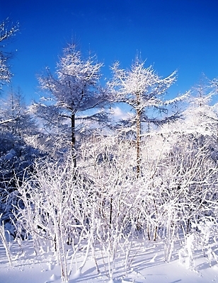 포토 JPG 주간 나무 식물 사계절 계절 설경 겨울 자연 하늘 산 눈꽃 여러그루 풍경 사람없음 야외 눈 숲 국내포토 자연요소 다수 날씨 눈_날씨 생태계 파일형식