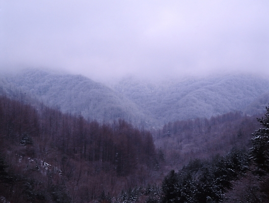 포토 JPG 주간 나무 식물 사계절 계절 설경 겨울 자연 하늘 산 풍경 사람없음 야외 안개 눈 숲 국내포토 자연요소 날씨 생태계 파일형식