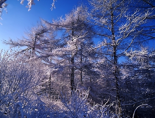 포토 JPG 주간 나무 식물 사계절 계절 설경 겨울 자연 산 눈꽃 여러그루 풍경 사람없음 야외 눈 숲 국내포토 자연요소 다수 날씨 눈_날씨 생태계 파일형식