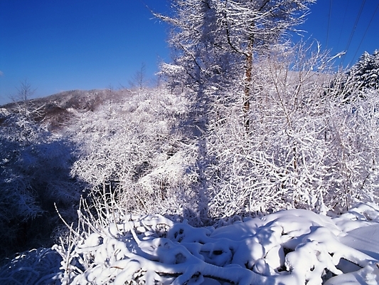 포토 JPG 주간 나무 식물 사계절 계절 설경 겨울 자연 하늘 산 눈꽃 여러그루 풍경 사람없음 야외 눈 숲 국내포토 자연요소 다수 날씨 눈_날씨 생태계 파일형식