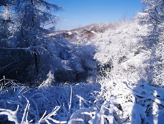 포토 JPG 주간 나무 식물 사계절 계절 설경 겨울 자연 하늘 산 눈꽃 여러그루 풍경 사람없음 야외 눈 숲 국내포토 자연요소 다수 날씨 눈_날씨 생태계 파일형식