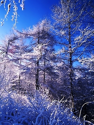 포토 JPG 주간 나무 식물 사계절 계절 설경 겨울 자연 하늘 산 눈꽃 여러그루 풍경 사람없음 야외 눈 숲 국내포토 자연요소 다수 날씨 눈_날씨 생태계 파일형식