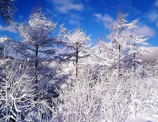 포토 JPG 주간 나무 식물 구름 사계절 계절 설경 겨울 자연 하늘 산 눈꽃 여러그루 풍경 사람없음 야외 눈 숲 국내포토 자연요소 다수 날씨 눈_날씨 생태계 파일형식